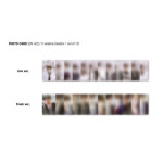 THE BOYZ Mini Album [The First] Fresh Ver. CD+Booklet+Postcard+Photocard+Sticker
